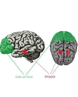 Read more about the article Neurociência da Ansiedade